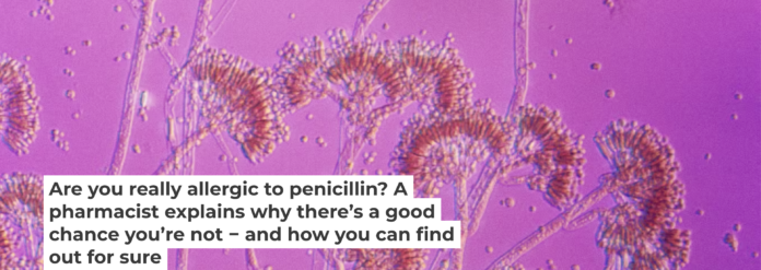 Penicillin is a substance produced by penicillium mold. About 80% of people with a penicillin allergy will lose the allergy after about 10 years. Clouds Hill Imaging Ltd./Corbis Documentary via Getty Images